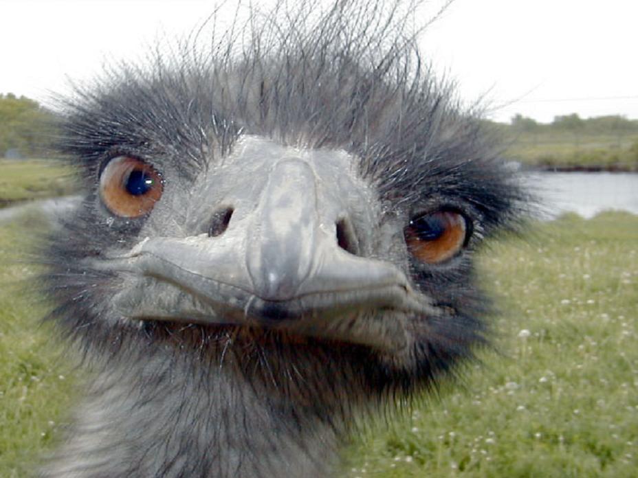 High Quality Emu Head Brah Whats Up Blank Meme Template