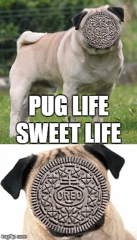 PUG LIFE SWEET LIFE | made w/ Imgflip meme maker