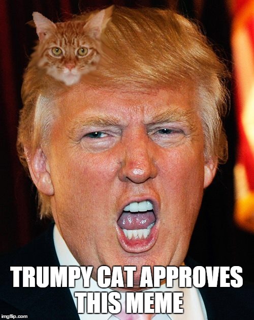 TRUMPY CAT APPROVES THIS MEME | made w/ Imgflip meme maker