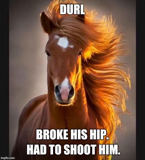 Horse | DURL BROKE HIS HIP. HAD TO SHOOT HIM. | image tagged in horse | made w/ Imgflip meme maker