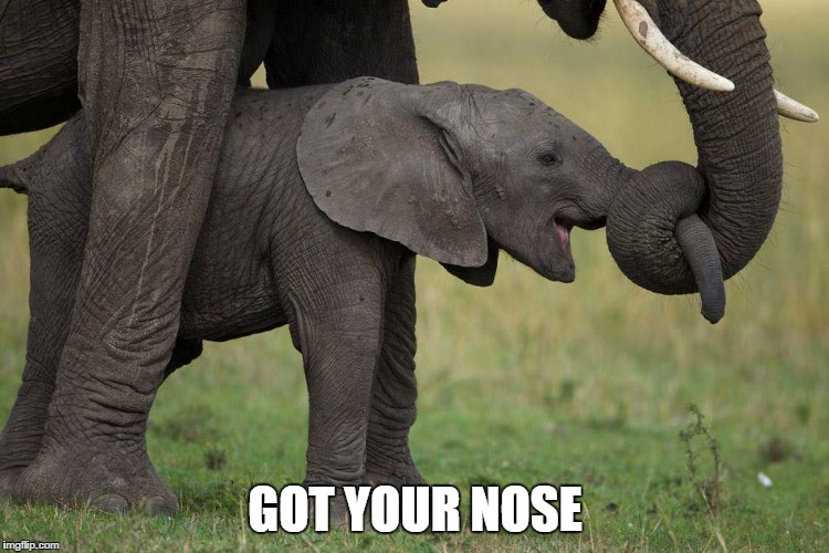 GOT YOUR NOSE | image tagged in elephant,nose | made w/ Imgflip meme maker