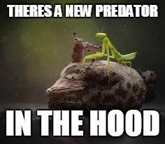 Mantis Pinning Toad | THERES A NEW PREDATOR IN THE HOOD | image tagged in mantis pinning toad | made w/ Imgflip meme maker