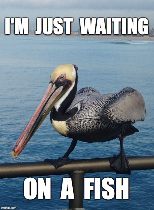 Pelican gymnast   | I'M  JUST  WAITING ON  A  FISH | image tagged in nature | made w/ Imgflip meme maker