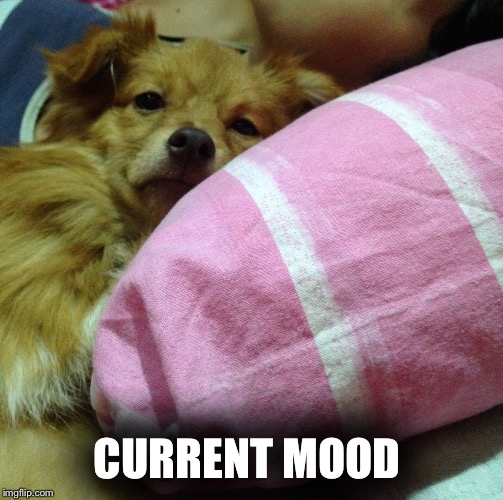 CURRENT MOOD  | CURRENT MOOD | image tagged in current mood | made w/ Imgflip meme maker