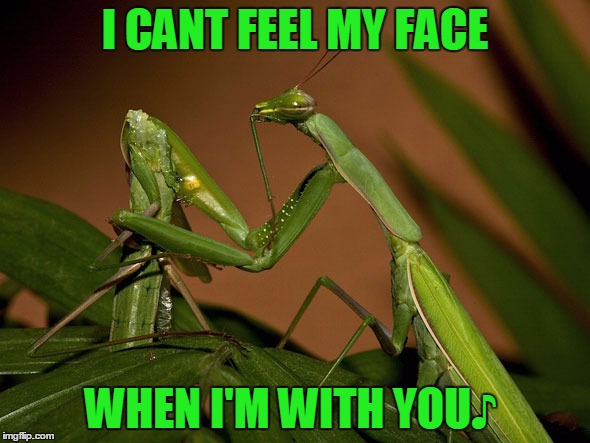 Literally... | I CANT FEEL MY FACE WHEN I'M WITH YOU♪ | image tagged in praying mantis,mantis,cant feel my face | made w/ Imgflip meme maker