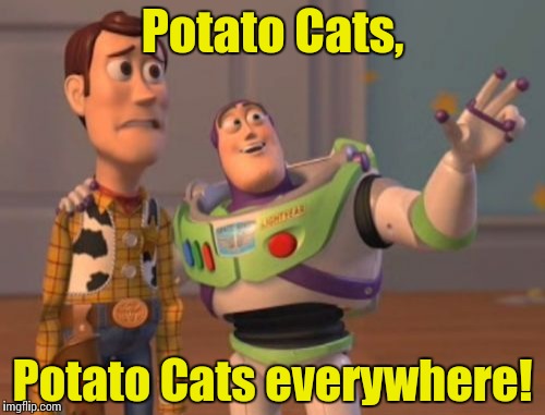 X, X Everywhere Meme | Potato Cats, Potato Cats everywhere! | image tagged in memes,x x everywhere | made w/ Imgflip meme maker