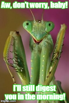 pleading mantis | Aw, don't worry, baby! I'll still digest you in the morning! | image tagged in pleading mantis | made w/ Imgflip meme maker