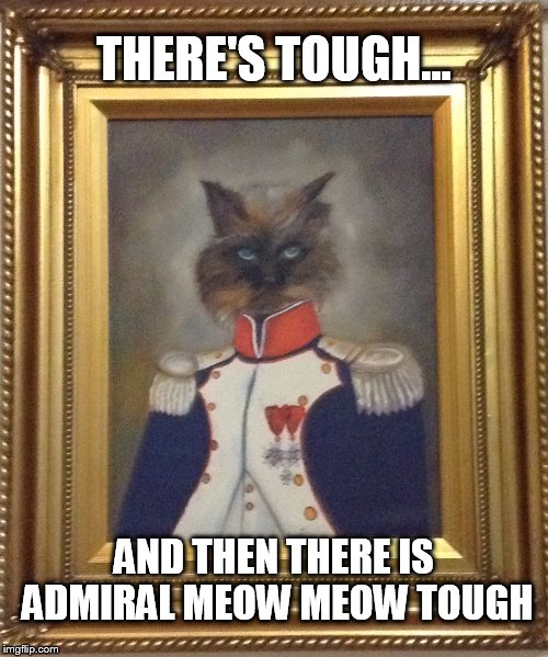 Admiral Meow Meow | THERE'S TOUGH... AND THEN THERE IS ADMIRAL MEOW MEOW TOUGH | image tagged in cats,humor,tough,how tough are you | made w/ Imgflip meme maker