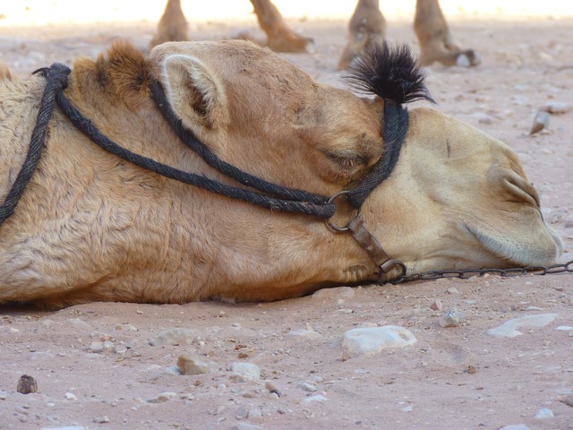 Monday camel Blank Meme Template