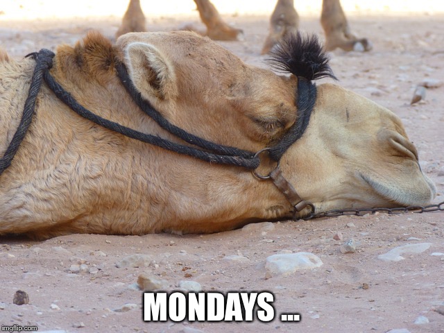 You know what I hate? | MONDAYS ... | image tagged in monday camel | made w/ Imgflip meme maker