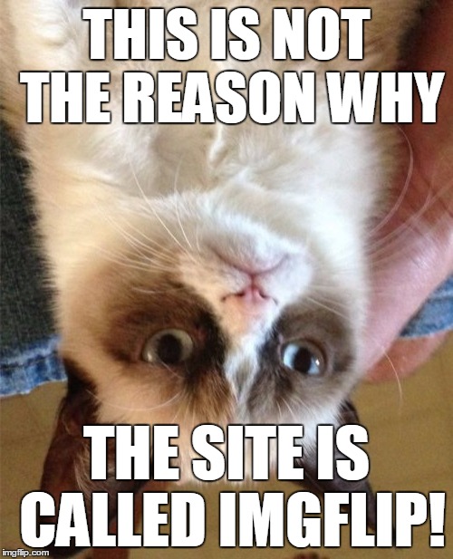 Grumpy Cat sees what I did there... still not amused. | THIS IS NOT THE REASON WHY THE SITE IS CALLED IMGFLIP! | image tagged in memes,grumpy cat | made w/ Imgflip meme maker