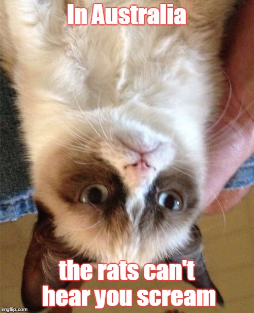 Grumpy Cat Meme | In Australia the rats can't hear you scream | image tagged in memes,grumpy cat | made w/ Imgflip meme maker