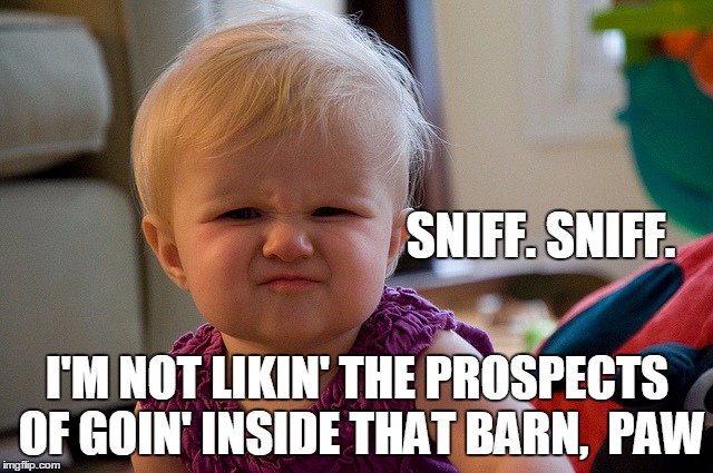 Stinky Perfume | SNIFF. SNIFF. I'M NOT LIKIN' THE PROSPECTS OF GOIN' INSIDE THAT BARN,  PAW | image tagged in stinky perfume | made w/ Imgflip meme maker