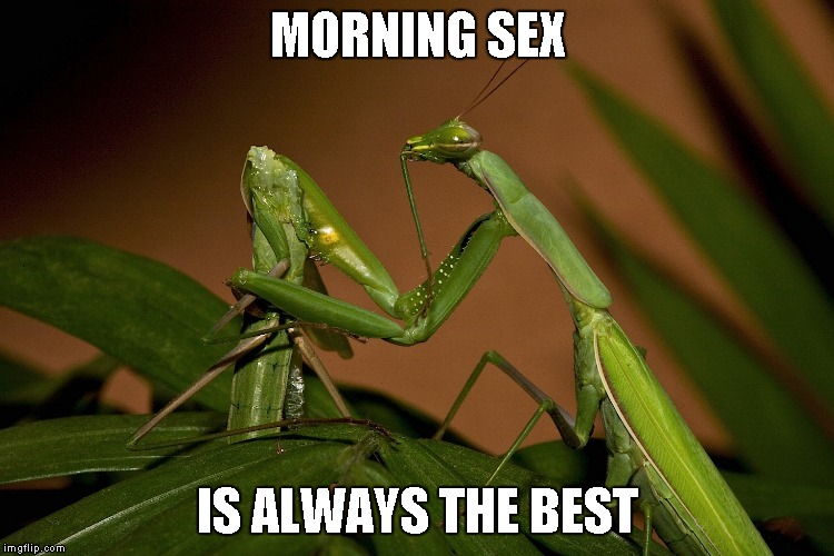 Mantis Cannibal | MORNING SEX IS ALWAYS THE BEST | image tagged in mantis cannibal | made w/ Imgflip meme maker