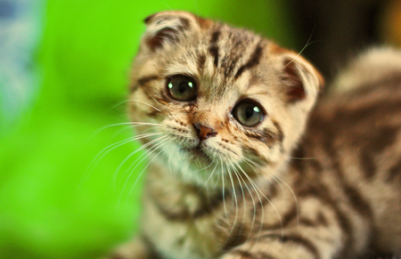 High Quality Sad Scottish Fold Blank Meme Template