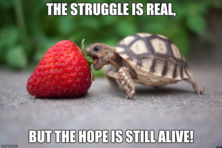 THE STRUGGLE IS REAL, BUT THE HOPE IS STILL ALIVE! | image tagged in turtles | made w/ Imgflip meme maker