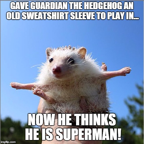 wed. hedgehog | GAVE GUARDIAN THE HEDGEHOG AN OLD SWEATSHIRT SLEEVE TO PLAY IN... NOW HE THINKS HE IS SUPERMAN! | image tagged in wed hedgehog | made w/ Imgflip meme maker