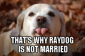 Dog Sticking Tongue Out | THAT'S WHY RAYDOG IS NOT MARRIED | image tagged in dog sticking tongue out | made w/ Imgflip meme maker