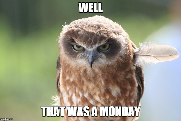 WELL THAT WAS A MONDAY | image tagged in monday,owl | made w/ Imgflip meme maker