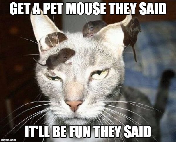 Head Mice | GET A PET MOUSE THEY SAID IT'LL BE FUN THEY SAID | image tagged in head mice | made w/ Imgflip meme maker