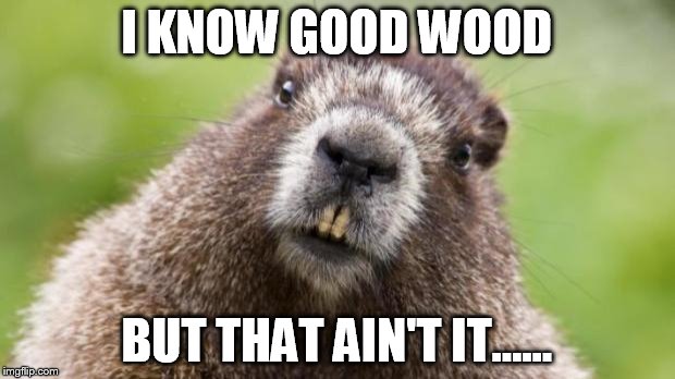 Mr Beaver | I KNOW GOOD WOOD BUT THAT AIN'T IT...... | image tagged in mr beaver | made w/ Imgflip meme maker