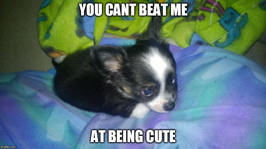 This is my puppy Jordan | YOU CANT BEAT ME AT BEING CUTE | image tagged in jordan,mydogjordan,cutestdog,cute puppy | made w/ Imgflip meme maker