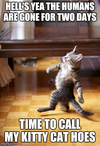 Cool Cat Stroll | HELL'S YEA THE HUMANS ARE GONE FOR TWO DAYS TIME TO CALL MY KITTY CAT HOES | image tagged in memes,cool cat stroll | made w/ Imgflip meme maker