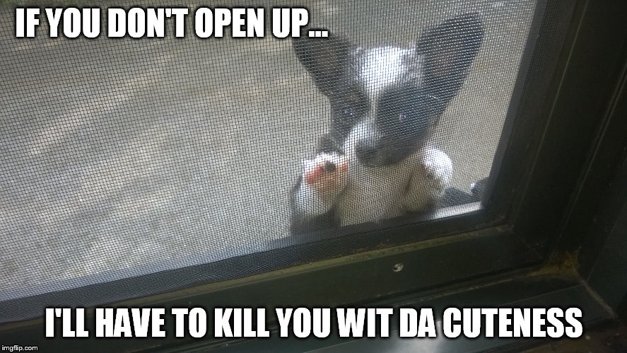Jordan strikes again | IF YOU DON'T OPEN UP... I'LL HAVE TO KILL YOU WIT DA CUTENESS | image tagged in cute dog | made w/ Imgflip meme maker