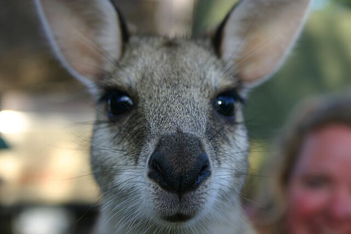 High Quality wallaby Blank Meme Template