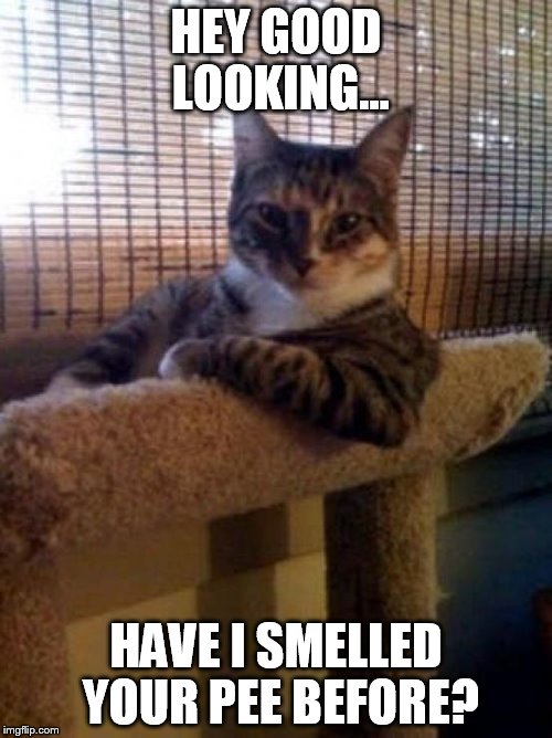 The Most Interesting Cat In The World Meme | HEY GOOD LOOKING... HAVE I SMELLED YOUR PEE BEFORE? | image tagged in memes,the most interesting cat in the world | made w/ Imgflip meme maker