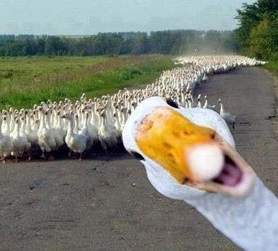 Quack | image tagged in funny,animals,awesome,bizarre/oddities