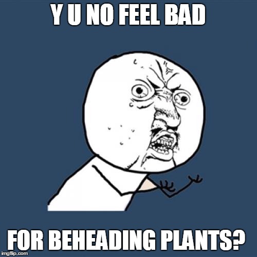 Y U No Meme | Y U NO FEEL BAD FOR BEHEADING PLANTS? | image tagged in memes,y u no | made w/ Imgflip meme maker