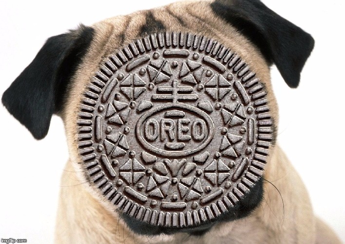 image tagged in oreo pug | made w/ Imgflip meme maker