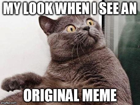 surprised cat | MY LOOK WHEN I SEE AN ORIGINAL MEME | image tagged in surprised cat | made w/ Imgflip meme maker