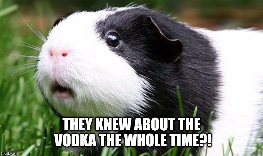 Gullible Guinea Pig | THEY KNEW ABOUT THE VODKA THE WHOLE TIME?! | image tagged in gullible guinea pig,AdviceAnimals | made w/ Imgflip meme maker