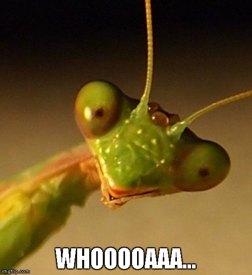 WHOOOOAAA... | image tagged in mantis face | made w/ Imgflip meme maker