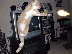 High Quality Gun cat Blank Meme Template