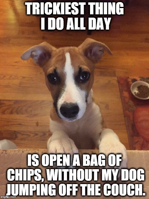 TRICKIEST THING I DO ALL DAY IS OPEN A BAG OF CHIPS, WITHOUT MY DOG JUMPING OFF THE COUCH. | image tagged in cute puppies | made w/ Imgflip meme maker