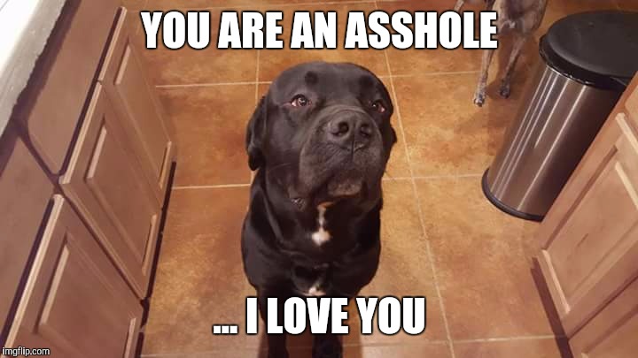 You are an asshole... I love you | YOU ARE AN ASSHOLE ... I LOVE YOU | image tagged in asshole,funny dogs,i love you,annoyed dog | made w/ Imgflip meme maker