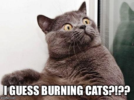 surprised cat | I GUESS BURNING CATS?!?? | image tagged in surprised cat | made w/ Imgflip meme maker
