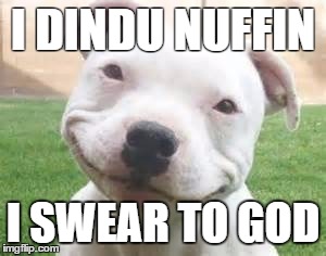 I DINDU NUFFIN I SWEAR TO GOD | image tagged in dogs,funny dogs,crime | made w/ Imgflip meme maker