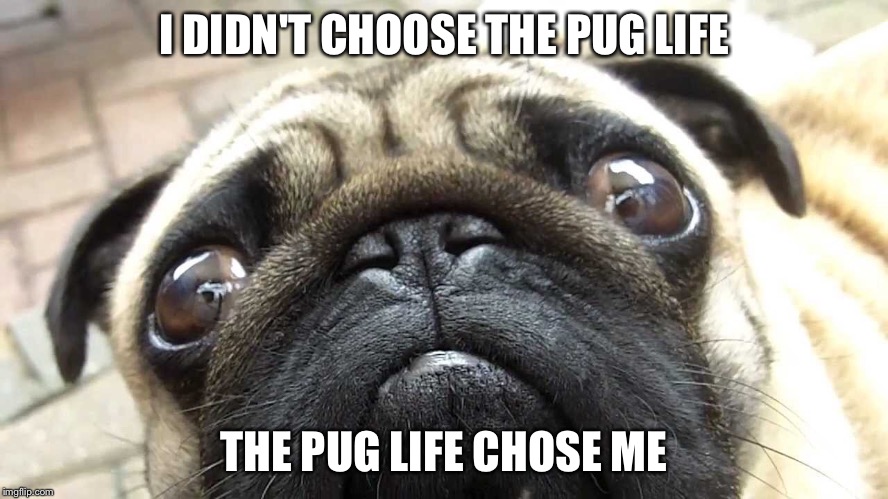 I DIDN'T CHOOSE THE PUG LIFE THE PUG LIFE CHOSE ME | image tagged in da pug lahf | made w/ Imgflip meme maker