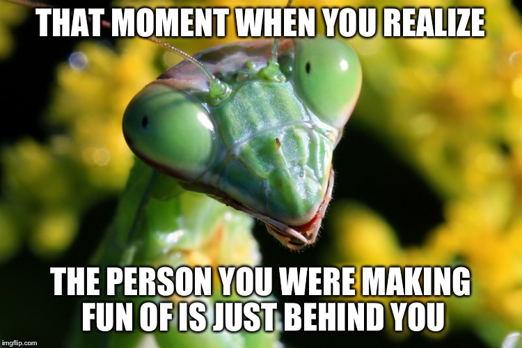 THAT MOMENT WHEN YOU REALIZE THE PERSON YOU WERE MAKING FUN OF IS JUST BEHIND YOU | image tagged in mantis | made w/ Imgflip meme maker