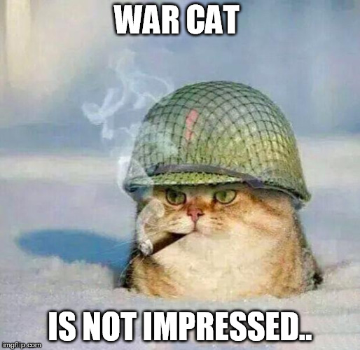 War Cat | WAR CAT IS NOT IMPRESSED.. | image tagged in war cat | made w/ Imgflip meme maker
