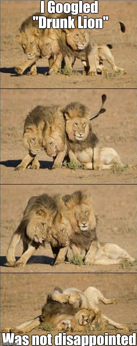 Now this looks familiar............. | I Googled "Drunk Lion" Was not disappointed | image tagged in drunk lions,funny meme,meme | made w/ Imgflip meme maker