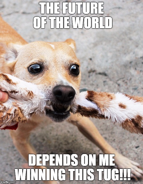 crazyeyes | THE FUTURE OF THE WORLD DEPENDS ON ME WINNING THIS TUG!!! | image tagged in crazydog | made w/ Imgflip meme maker