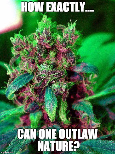 Pretty Weed | HOW EXACTLY.... CAN ONE OUTLAW NATURE? | image tagged in pretty weed | made w/ Imgflip meme maker