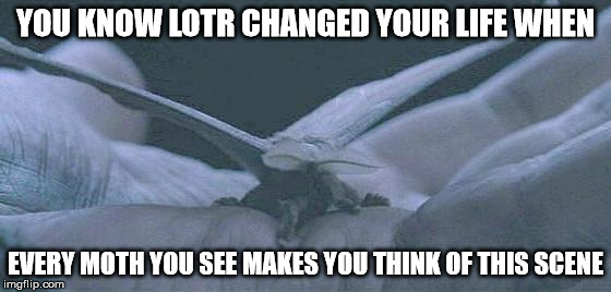 YOU KNOW LOTR CHANGED YOUR LIFE WHEN EVERY MOTH YOU SEE MAKES YOU THINK OF THIS SCENE | image tagged in memes,lord of the rings,gandalf | made w/ Imgflip meme maker