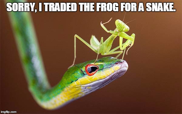 Mantis Trade | SORRY, I TRADED THE FROG FOR A SNAKE. | image tagged in praying mantis,mantis,snake,meme | made w/ Imgflip meme maker