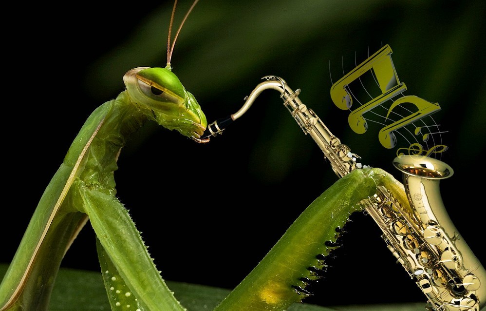 Mantis Playing Sax Blank Meme Template